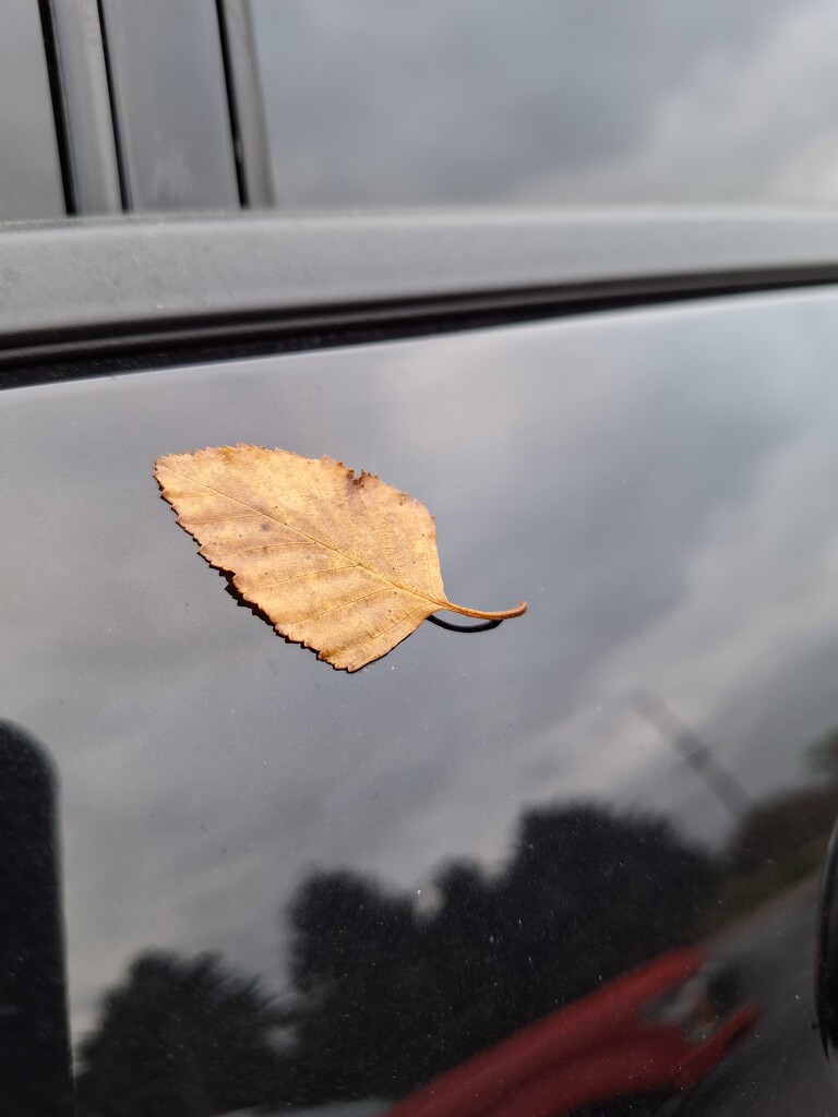 Just a leaf plastered to my suv... by jackies365