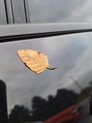 14th Oct 2023 - Just a leaf plastered to my suv...