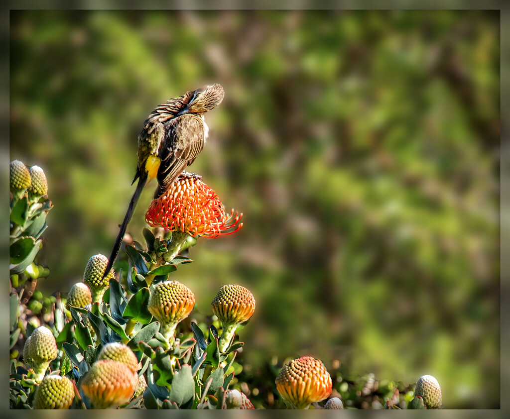 Preening time by ludwigsdiana