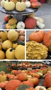 14th Oct 2023 - Pumpkins Galore 