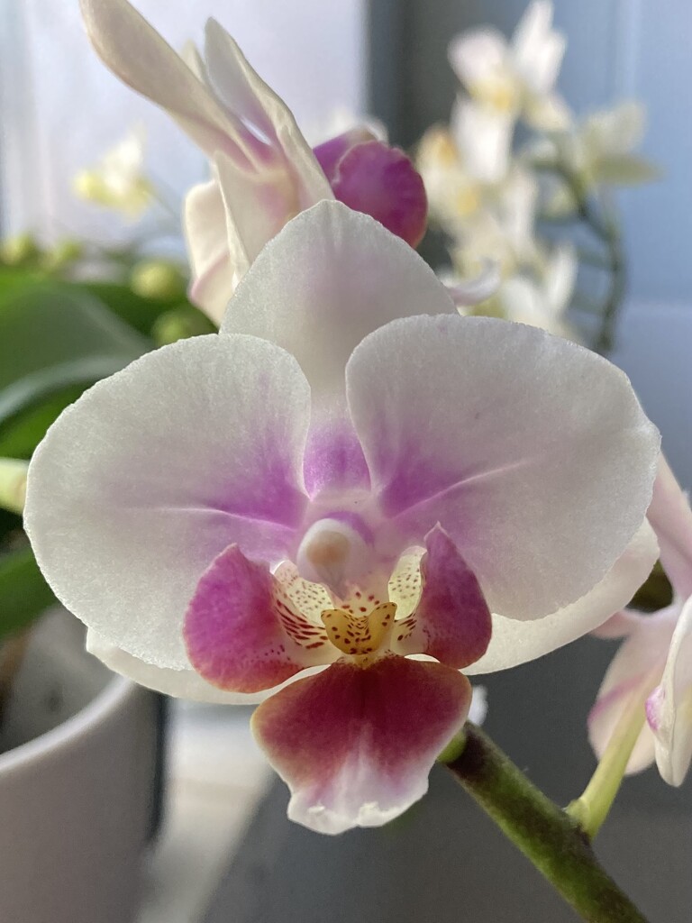 Orchids by narayani
