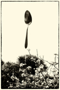 13th Oct 2023 - apple blossom spoon