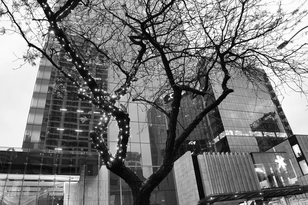 Tree in the city by dkbarnett
