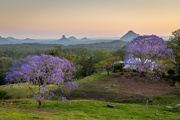 15th Oct 2023 - Jacarandas