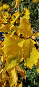 15th Oct 2023 - Autumnal yellows 