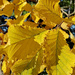Autumnal yellows  by 365projectorgjoworboys