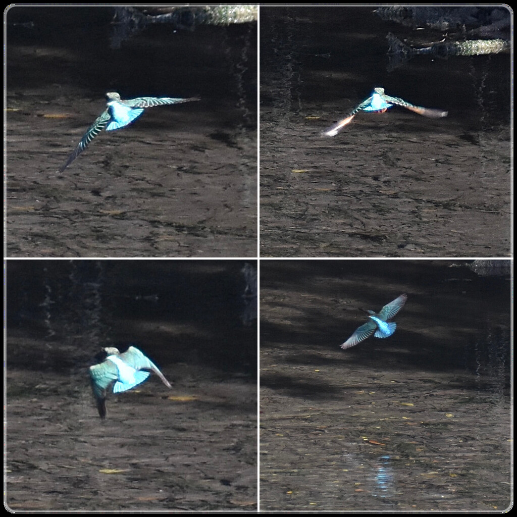 Kingfisher Feeding time by wakelys