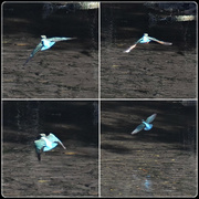 15th Oct 2023 - Kingfisher Feeding time