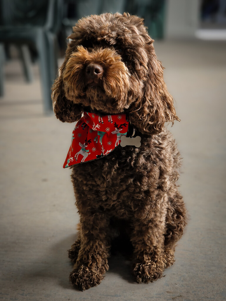 Oatie modelling one of our dog neckerchiefs by andyharrisonphotos