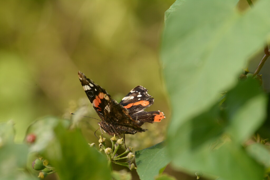 Red Admiral #2...... by ziggy77