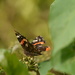 Red Admiral #2...... by ziggy77