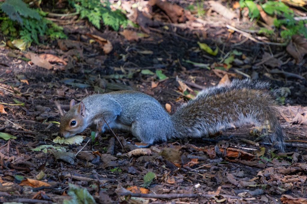 Squirrel Pudsey Park. by lumpiniman