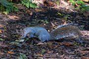 15th Oct 2023 - Squirrel Pudsey Park.