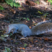 Squirrel Pudsey Park. by lumpiniman