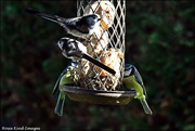 15th Oct 2023 - Sharing the feeder