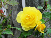 15th Oct 2023 - Rainy-Day Rose 