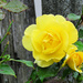 Rainy-Day Rose  by seattlite
