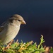 Sparrow by okvalle
