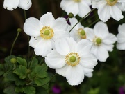 15th Oct 2023 - Japanese Anenomes