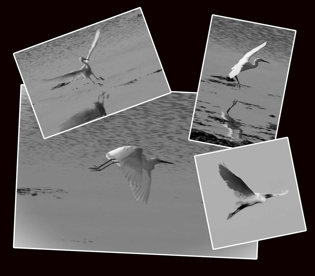 Catttle Egrets by 30pics4jackiesdiamond