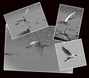 15th Oct 2023 - Catttle Egrets