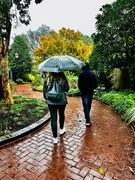 14th Oct 2023 - Rainy day walk