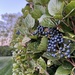 Berries by chelleo