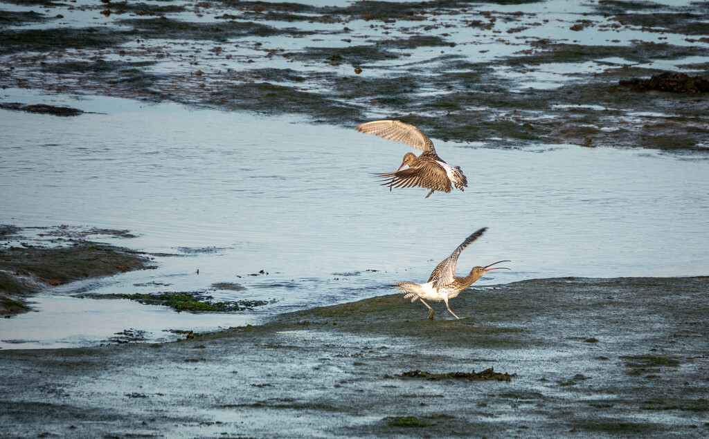 A Disagreement of Curlews by humphreyhippo