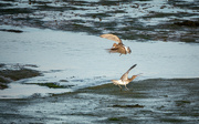 15th Oct 2023 - A Disagreement of Curlews
