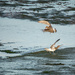 A Disagreement of Curlews by humphreyhippo