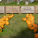 Pumpkin Picking by lifeat60degrees