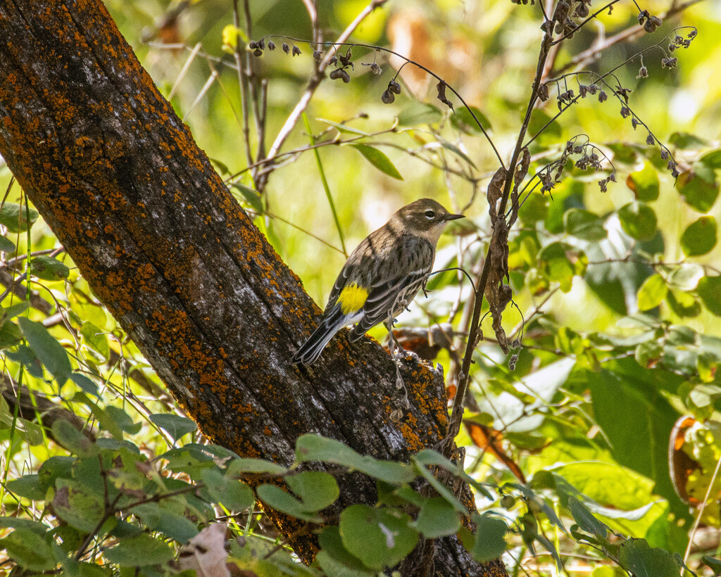yellow-rumped warbler by aecasey