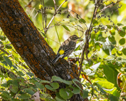 13th Oct 2023 - yellow-rumped warbler