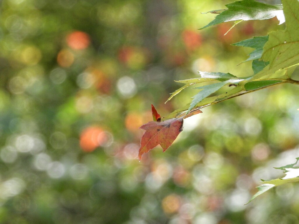 Red-tipped leaf and autumn bokeh... by marlboromaam