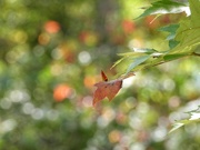 16th Oct 2023 - Red-tipped leaf and autumn bokeh...