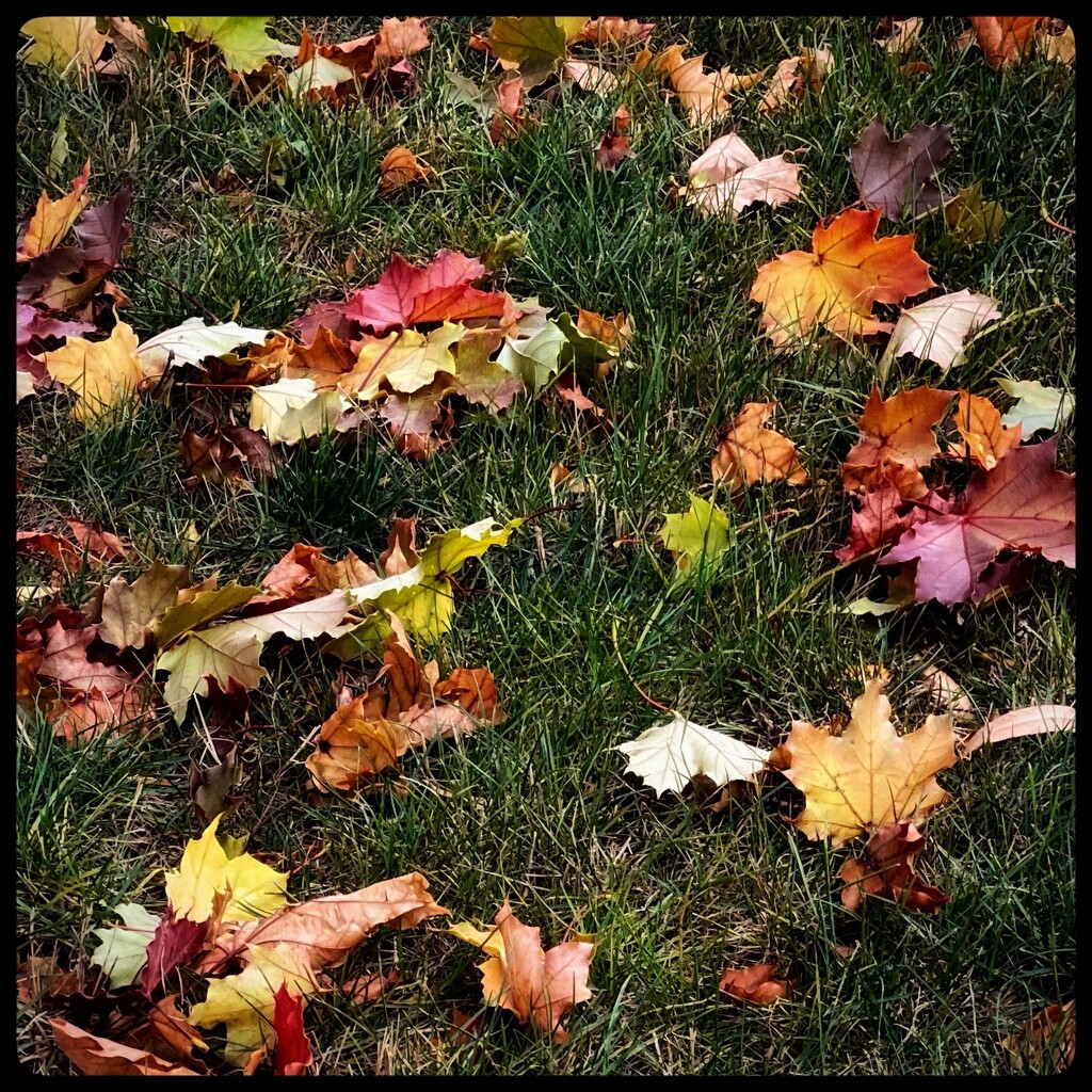Fallen Autumn Leaves by eahopp