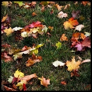 15th Oct 2023 - Fallen Autumn Leaves