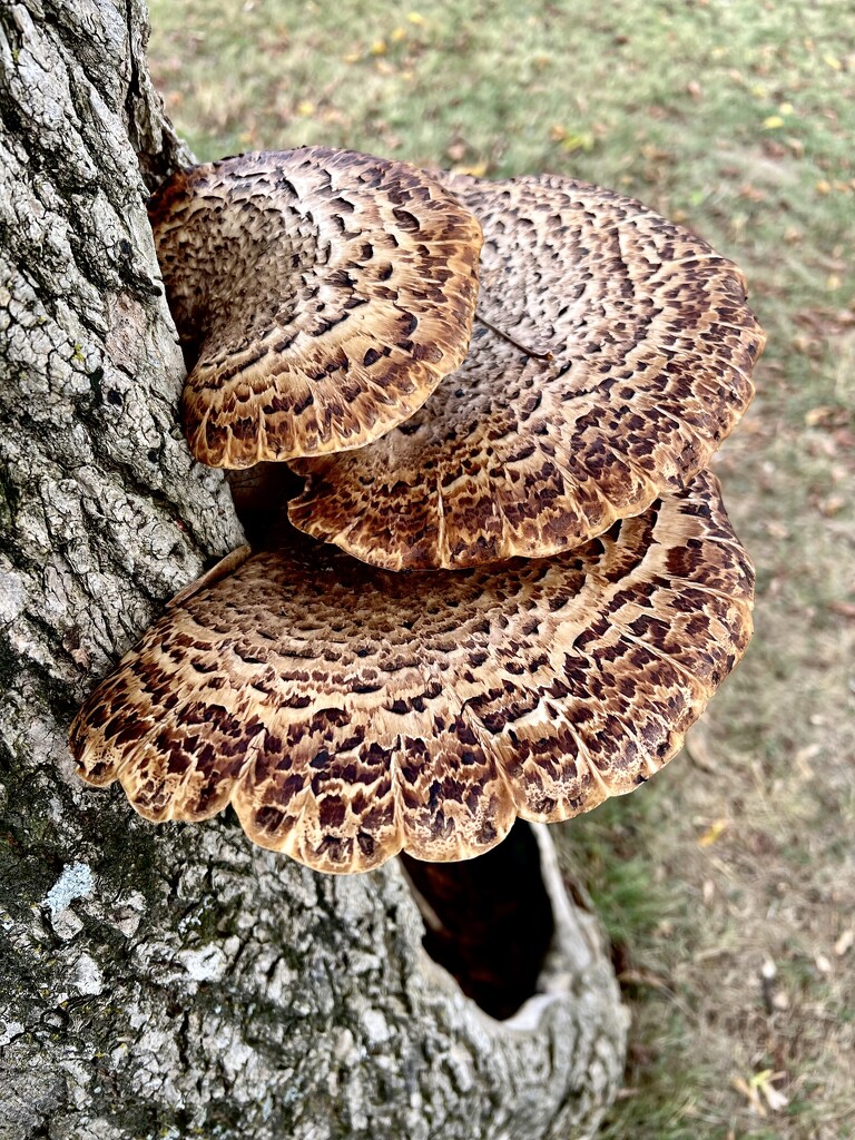 Fungus on a Tree by calm
