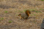 15th Oct 2023 - Squirrel