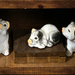 piggies