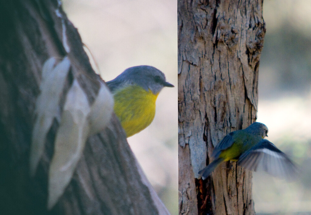 Bird 11 - Yellow Robin by annied