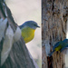 Bird 11 - Yellow Robin by annied