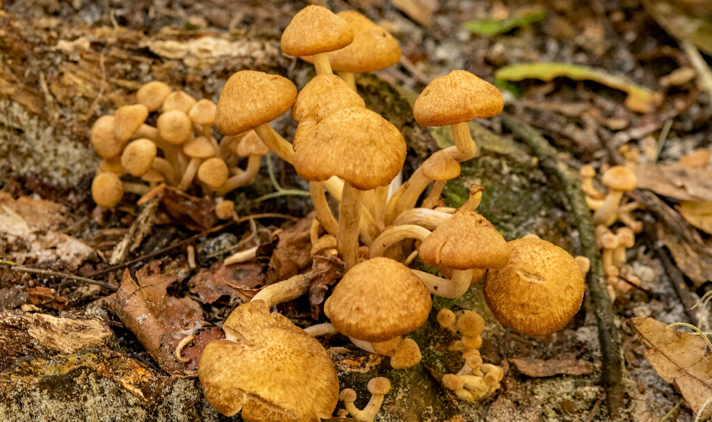 Lots of Mushrooms! by rickster549