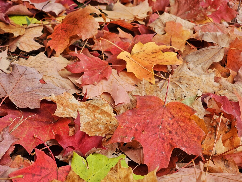 Autumn carpet by edorreandresen