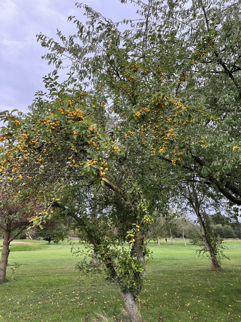 Tree on Brampton Heath golf course..... by anne2013