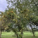 Tree on Brampton Heath golf course..... by anne2013