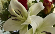 6th Oct 2023 - Lily.....