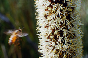 16th Oct 2023 - Bee to the grass tree - I