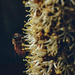 Bee to the grass tree - II by peterdegraaff