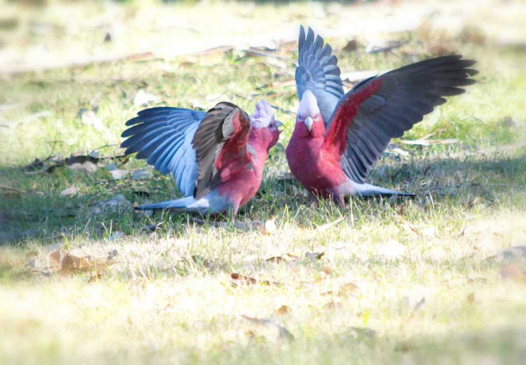 Bird 12 Galah by annied